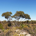 Desert Blue Gum - Photo (c) Wayne Martin, some rights reserved (CC BY-NC), uploaded by Wayne Martin