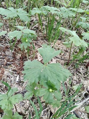 Anemonastrum baicalense