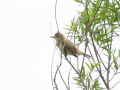 Acrocephalus orientalis