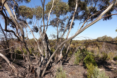 Eucalyptus leucoxylon stephaniae