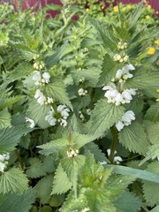 Lamium album