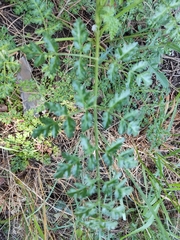 Daucus carota hispanicus