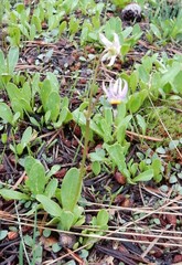 Dodecatheon