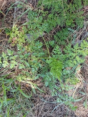 Daucus carota hispanicus