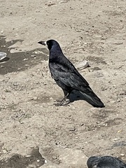 Corvus frugilegus