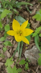 Tulipa sylvestris biebersteiniana