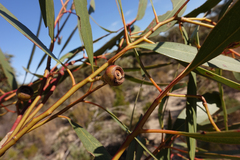Eucalyptus leucoxylon stephaniae