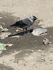Corvus monedula