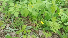 Tulipa sylvestris biebersteiniana