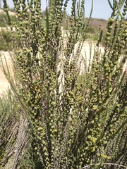 Halocnemum strobilaceum