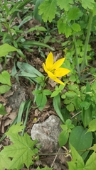 Tulipa sylvestris biebersteiniana