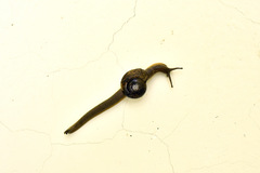 Petalochlamys