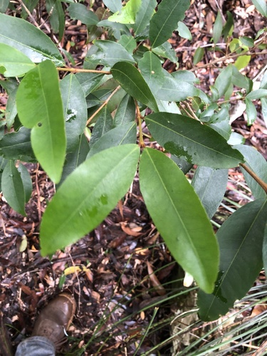 Austrobuxus swainii (Austrobuxus swainii)