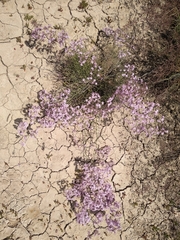 Limonium caesium