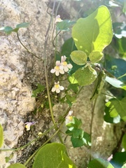 Cymbalaria muralis