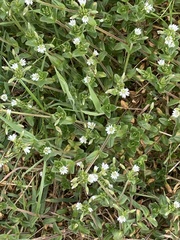 Cerastium fontanum