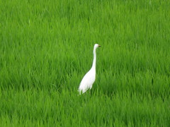 Egretta garzetta
