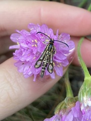 Pyropteron muscaeformis