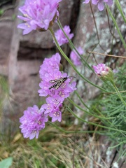 Pyropteron muscaeformis