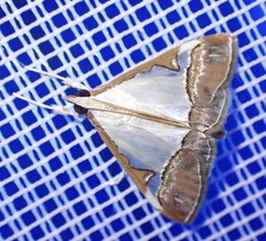 Viettessa margaritalis