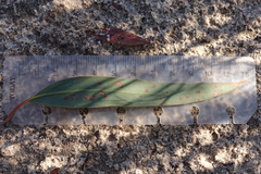 Eucalyptus leucoxylon stephaniae
