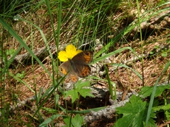 Lasiommata petropolitana