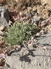Astragalus calycosus