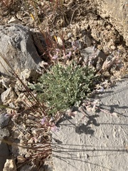 Astragalus calycosus