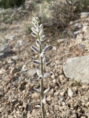 Caulanthus crassicaulis