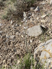 Caulanthus crassicaulis