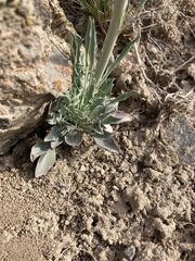 Caulanthus crassicaulis