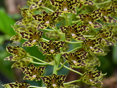 Grammatophyllum