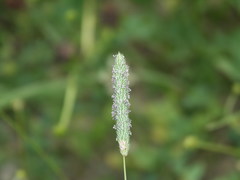 Phleum bertolonii