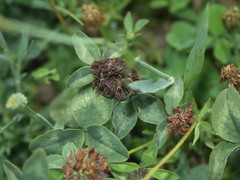 Phleum bertolonii