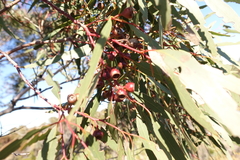 Eucalyptus leucoxylon stephaniae