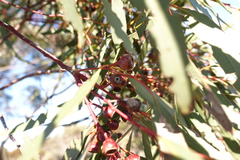 Eucalyptus leucoxylon stephaniae