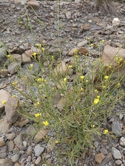 Diplotaxis harra lagascana