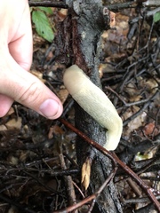 Limax maximus