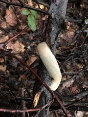Limax maximus