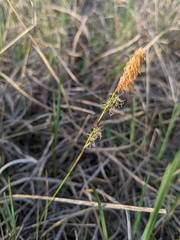 Carex richardsonii
