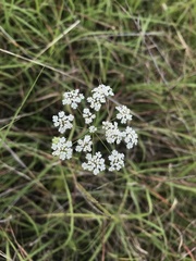 Bifora