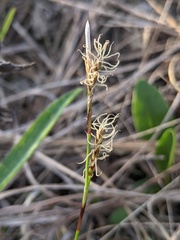 Carex richardsonii