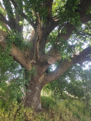 Quercus ithaburensis