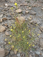 Diplotaxis harra lagascana