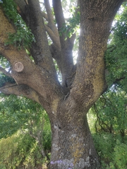 Quercus ithaburensis