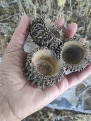 Quercus ithaburensis