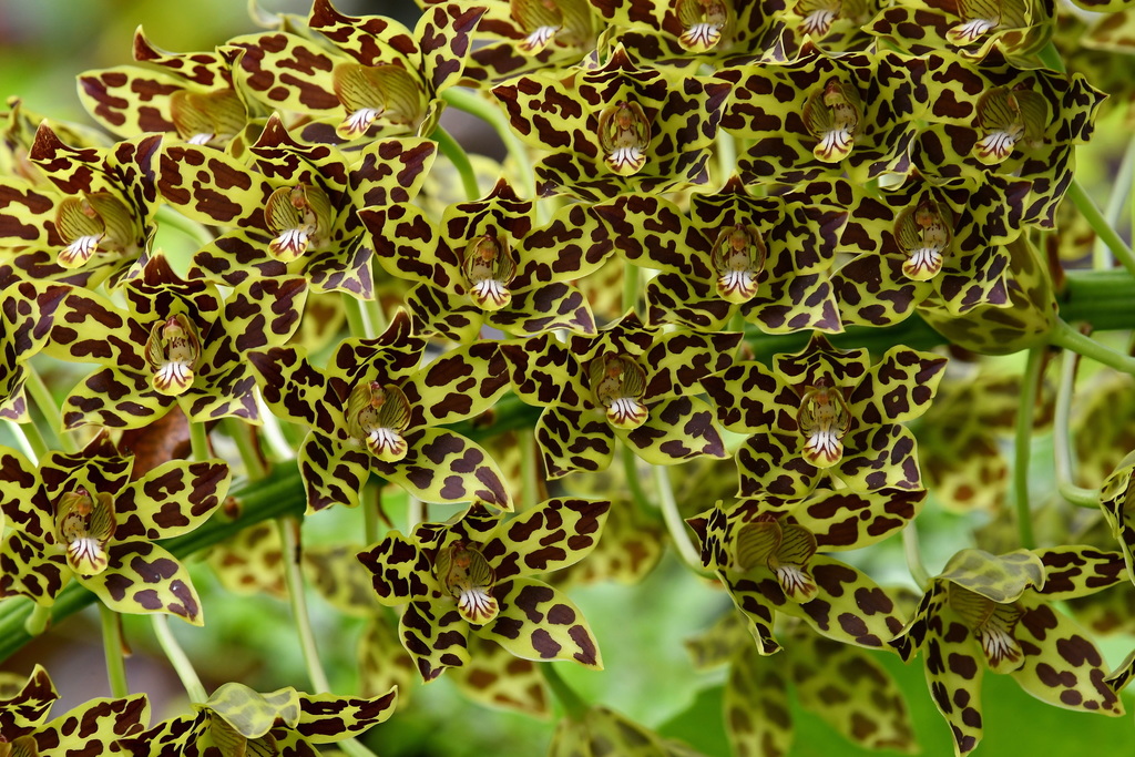 Grammatophyllum multiflorum
