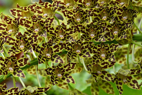 Grammatophyllum multiflorum