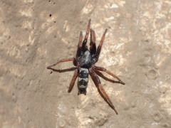 Sergiolus montanus