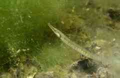 Syngnathus abaster